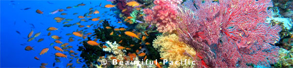 scuba diving soft corals in fiji