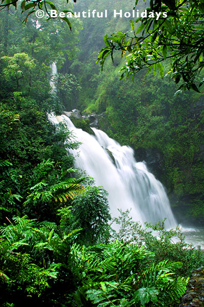 hiking in the tropical rainforest