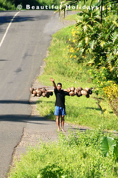 samoan man carrying coconbuts on upolu coastal road