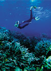 scuba diving in the solomon islands