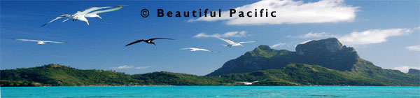 picture of sea birds fishing in bora lagoon