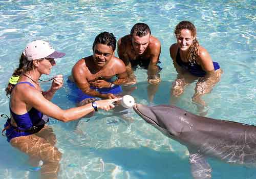 relaxing with dolphins at a family resort