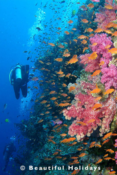 soft corals on a scuba diving holiday in espiritu santo