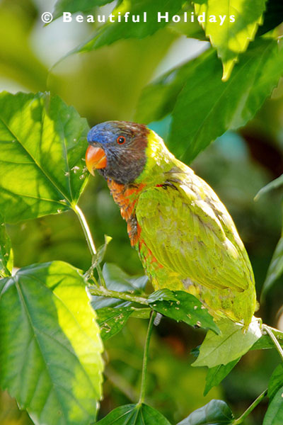 lorikket bird parott in rain forest of espiritu santo